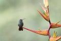 Rufous-tailed Hummingbird (Amazilia tzacatl) Royalty Free Stock Photo