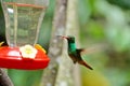 Rufous-tailed hummingbird in flight Royalty Free Stock Photo