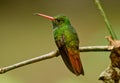 Rufous-tailed Hummingbird, Amazilia tzcatl
