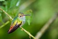 Rufous tailed hummingbird