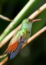 Rufous tailed hummingbird