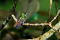 Rufous tailed hummingbird