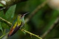 Rufous tailed hummingbird