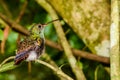 Rufous-tailed Hummingbird Royalty Free Stock Photo