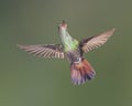 Rufous-tailed Hummingbird, Costa Rica Royalty Free Stock Photo