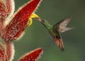 Rufous-tailed Hummingbird, Costa Rica Royalty Free Stock Photo