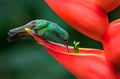A rufous tailed hummingbird drinking from a red flower