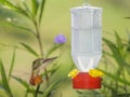 Rufous-tailed Hummingbird Feeding Royalty Free Stock Photo