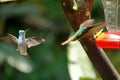 Rufous-tailed hummingbird in flight Royalty Free Stock Photo