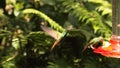 Rufous-tailed hummingbird in flight at a feeder Royalty Free Stock Photo