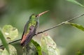 Rufous-tailed Hummingbird perching on branch,Ecuador