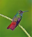 Rufous tailed hummingbird