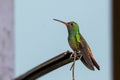 Rufous Tailed Hummingbird taking a break Royalty Free Stock Photo