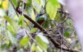 Rufous-tailed Jacamar (Galbula ruficauda) in Brazil Royalty Free Stock Photo