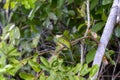 Rufous-tailed Jacamar (Galbula ruficauda) in Brazil Royalty Free Stock Photo