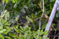 Rufous-tailed Jacamar (Galbula ruficauda) in Brazil Royalty Free Stock Photo