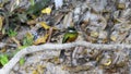 Rufous-tailed Jacamar (Galbula ruficauda) in Brazil Royalty Free Stock Photo