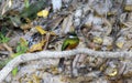 Rufous-tailed Jacamar (Galbula ruficauda) in Brazil Royalty Free Stock Photo