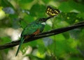 The rufous-tailed jacamar (Galbula ruficauda) with a butterfly in its beak Royalty Free Stock Photo
