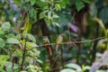 Rufous-tailed Jacamar & x28;Galbula ruficauda& x29; in Costa Rica