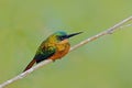 Rufous-tailed Jacamar, Galbula ruficauda, exotic bird sitting on the branch with clear green background, Trinidad and Tobago Royalty Free Stock Photo
