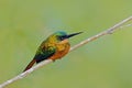 Rufous-tailed Jacamar, Galbula ruficauda, exotic bird sitting on the branch with clear green background, Trinidad and Tobago