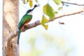 Rufous-tailed Jacamar, Galbula Ruficauda, green and orange bird with long bill, Mato Grosso, Pantanal, Brazil