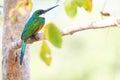 Rufous-tailed Jacamar, Galbula Ruficauda, green and orange bird with long bill, Mato Grosso, Pantanal, Brazil Royalty Free Stock Photo