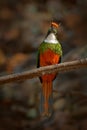 Rufous-tailed Jacamar, Galbula ruficauda, green and orange bird with long bill sitting on the tree branch, bird in the nature habi