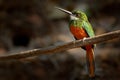 Rufous-tailed Jacamar, Galbula ruficauda, green and orange bird with long bill sitting on the tree branch, bird in the nature habi