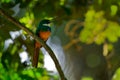 Rufous-tailed jacamar - Galbula ruficauda near-passerine bird breeds in the tropical New World in Mexico, Central and South Royalty Free Stock Photo