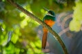 Rufous-tailed jacamar - Galbula ruficauda near-passerine bird breeds in the tropical New World in Mexico, Central and South Royalty Free Stock Photo