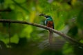 Rufous-tailed jacamar - Galbula ruficauda near-passerine bird breeds in the tropical New World in Mexico, Central and South Royalty Free Stock Photo