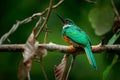 Rufous-tailed jacamar - Galbula ruficauda near-passerine bird breeds in the tropical New World in Mexico, Central and South Royalty Free Stock Photo