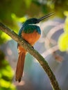 Rufous-tailed jacamar - Galbula ruficauda near-passerine bird breeds in the tropical New World in Mexico, Central and South Royalty Free Stock Photo
