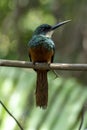 The rufous-tailed jacamar Galbula ruficauda is a near-passerine bird which breeds in the tropical in Brazil Royalty Free Stock Photo
