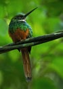 The rufous-tailed jacamar (Galbula ruficauda) is a near-passerine bird which breeds in the, Central and South America Royalty Free Stock Photo