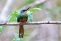 Rufous-tailed Jacamar Galbula ruficauda perched on a branch on a blurred background in green tones