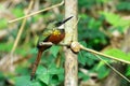 Rufous-tailed Jacamar (Galbula ruficauda) Royalty Free Stock Photo