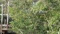 rufous tailed jacamar, Galbula ruficauda, on a steel a cable