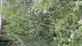 rufous tailed jacamar, Galbula ruficauda, on a steel a cable