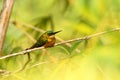 Rufous-tailed Jacamar sitting on bamboo branch caribbean forest. Trinidad and Tobago, colorful exotic bird