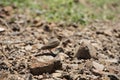 Rufous-tailed lark, Ammomanes phoenicura, Saswad, Pune district, Maharashtra, India Royalty Free Stock Photo