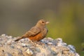 Rufous Tailed Lark, Ammomanes phoenicura, Satara, Maharashtra, India