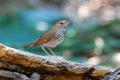 Rufous-tailed robin