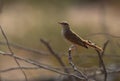 Rufous-tailed Scrub Robin perched on a twig at Hamala, Bahrain