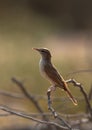 Rufous-tailed Scrub Robin on a twig at Hamala, Bahrain