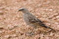 Rufous-tailed Weaver Royalty Free Stock Photo