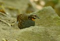 Rufous-throated partridge Royalty Free Stock Photo