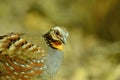 Rufous-throated partridge Royalty Free Stock Photo